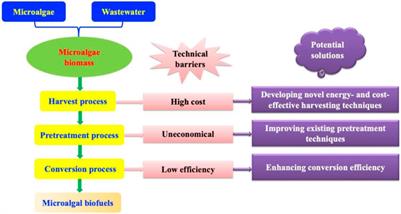 Biofuel production as a promising way to utilize microalgae biomass derived from wastewater: progress, technical barriers, and potential solutions